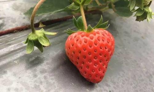 国产草莓视频,视频带你领略田园风光与美味果实